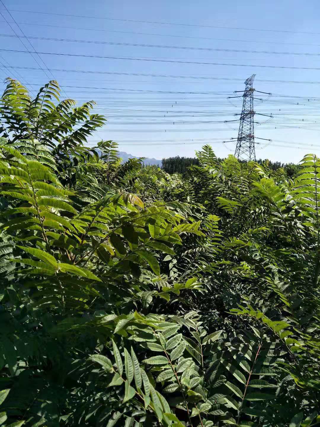 紅葉香椿苗幾年的苗成活高