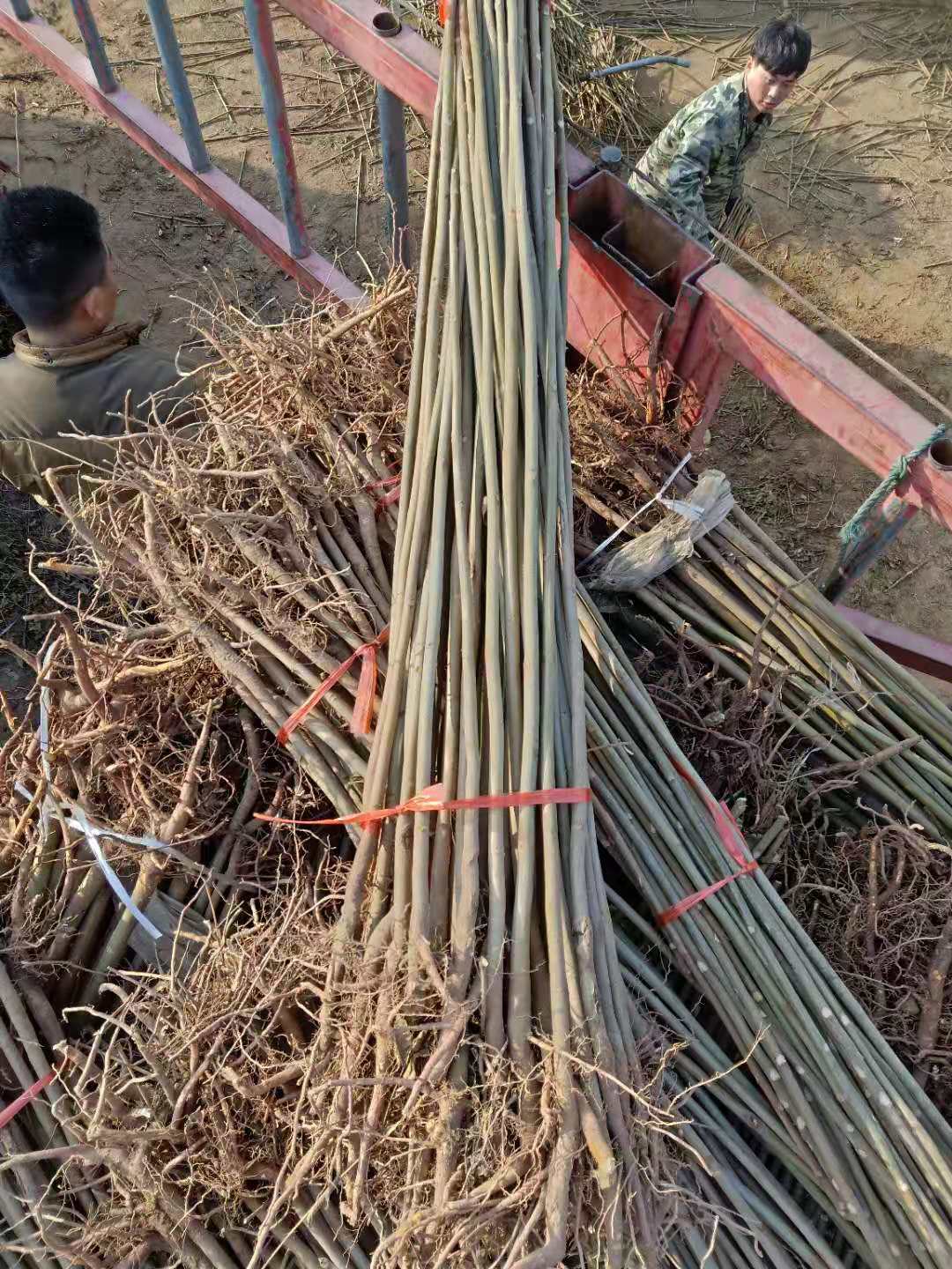 紅葉香椿苗幾年的苗成活高