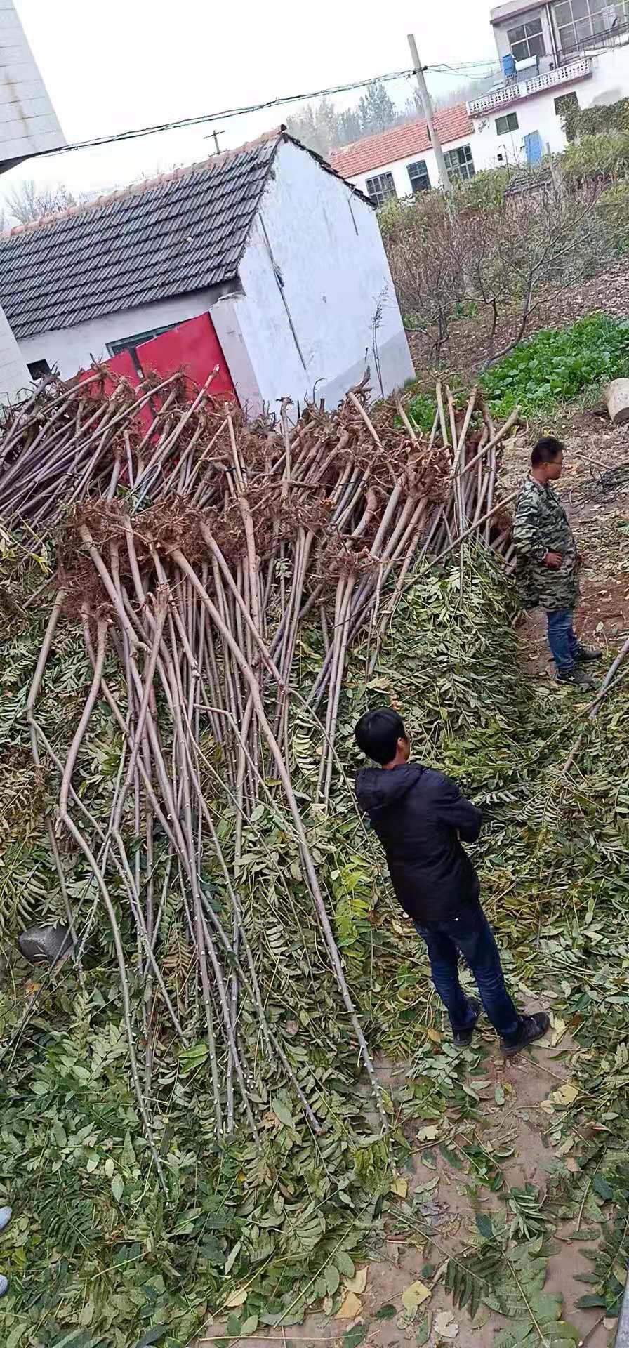 工程紅油香椿樹種植方法和技術(shù)