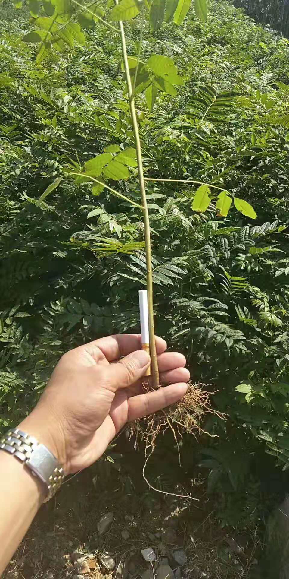 紅葉香椿苗幾年的苗成活高