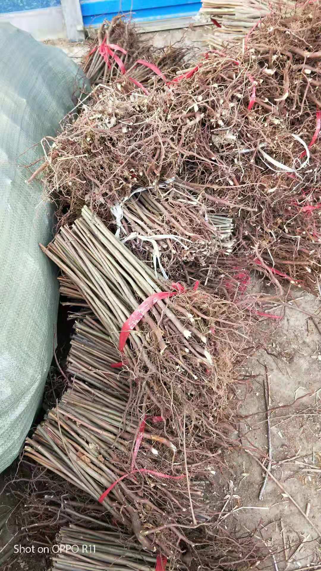 紅葉香椿苗新品種