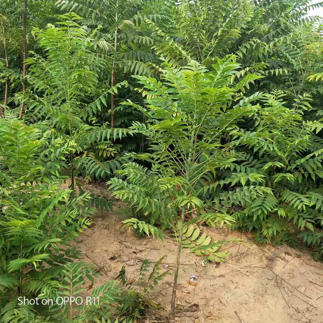 紅葉香椿苗幾年的苗成活高