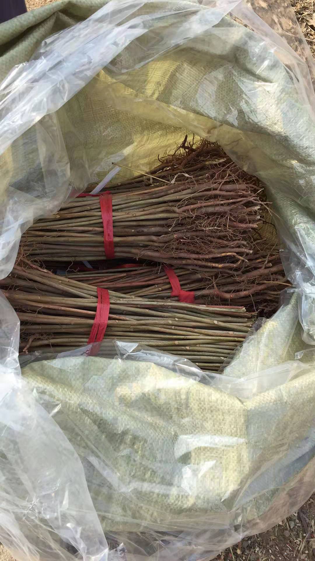 紅葉香椿苗批發(fā)基地