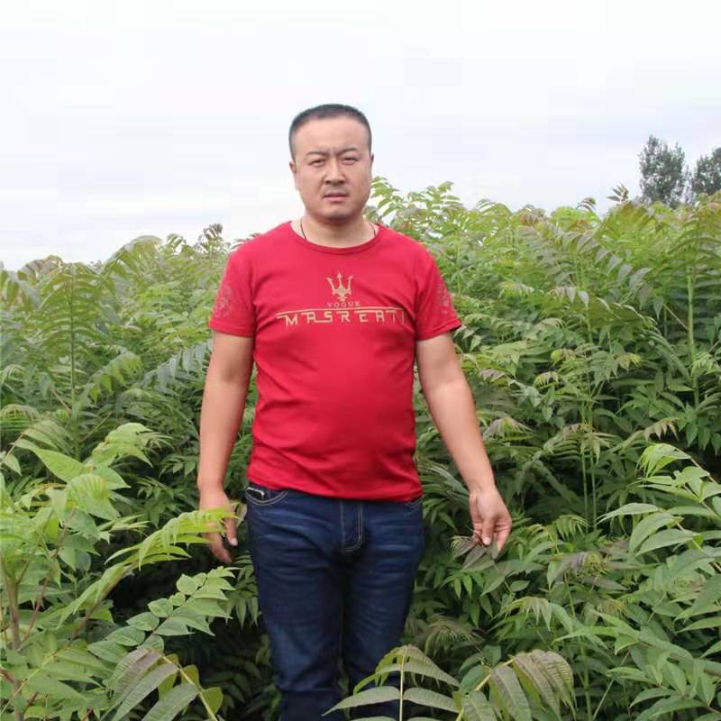 紅葉香椿苗新品種