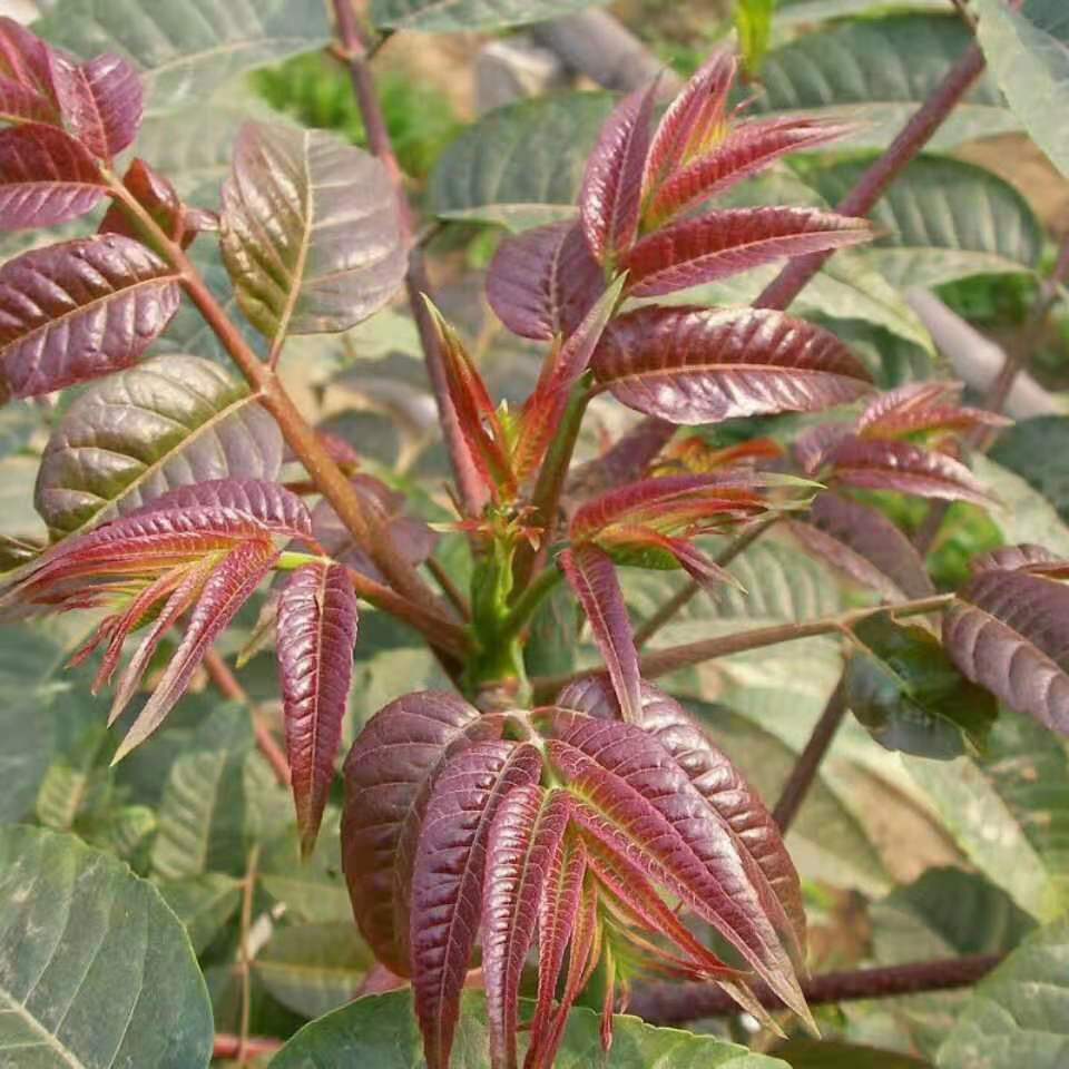 绿化红油香椿树种植方法和技术