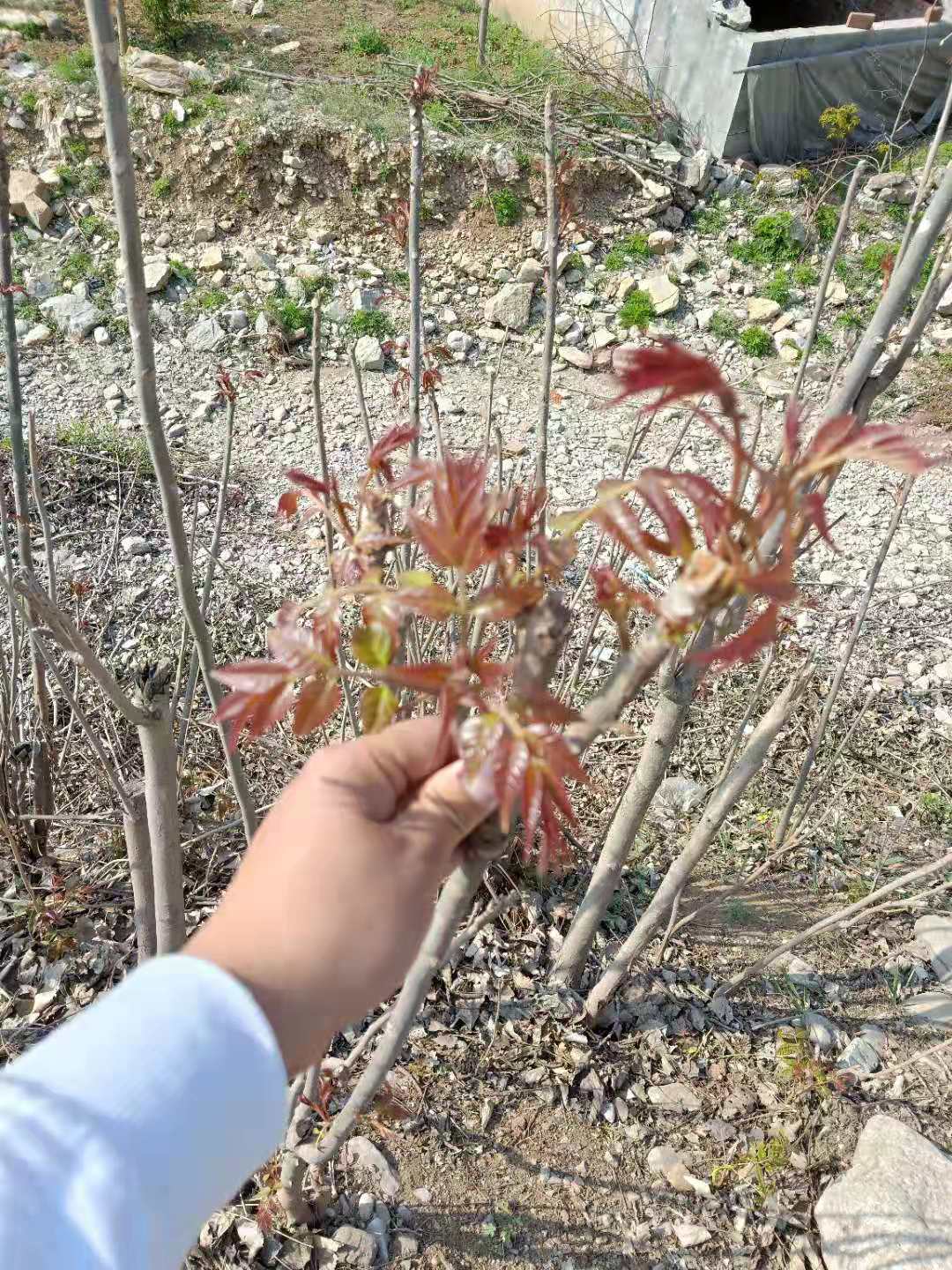 綠化紅油香椿樹(shù)批發(fā)基地