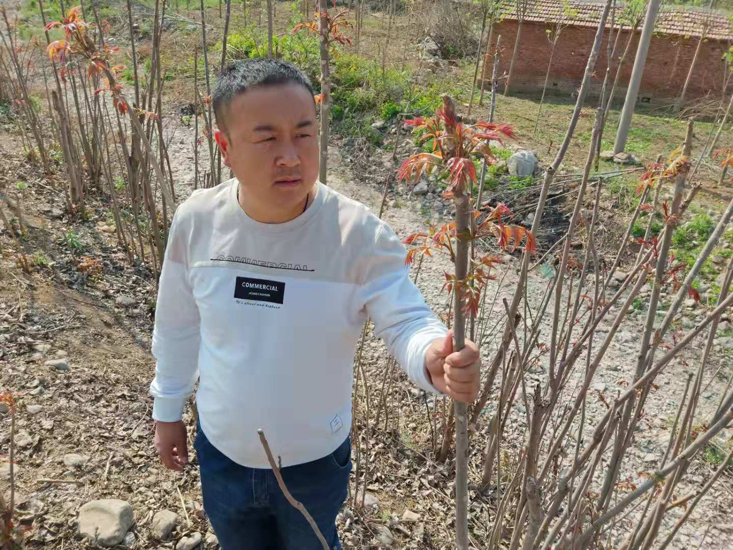 紅葉香椿苗批發(fā)基地