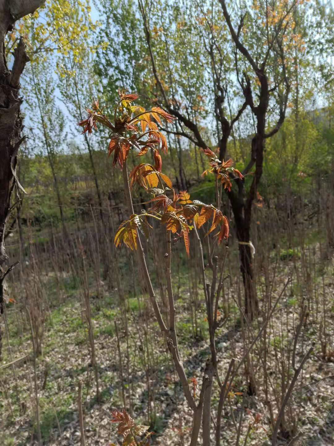 工程紅油香椿樹種植方法和技術(shù)