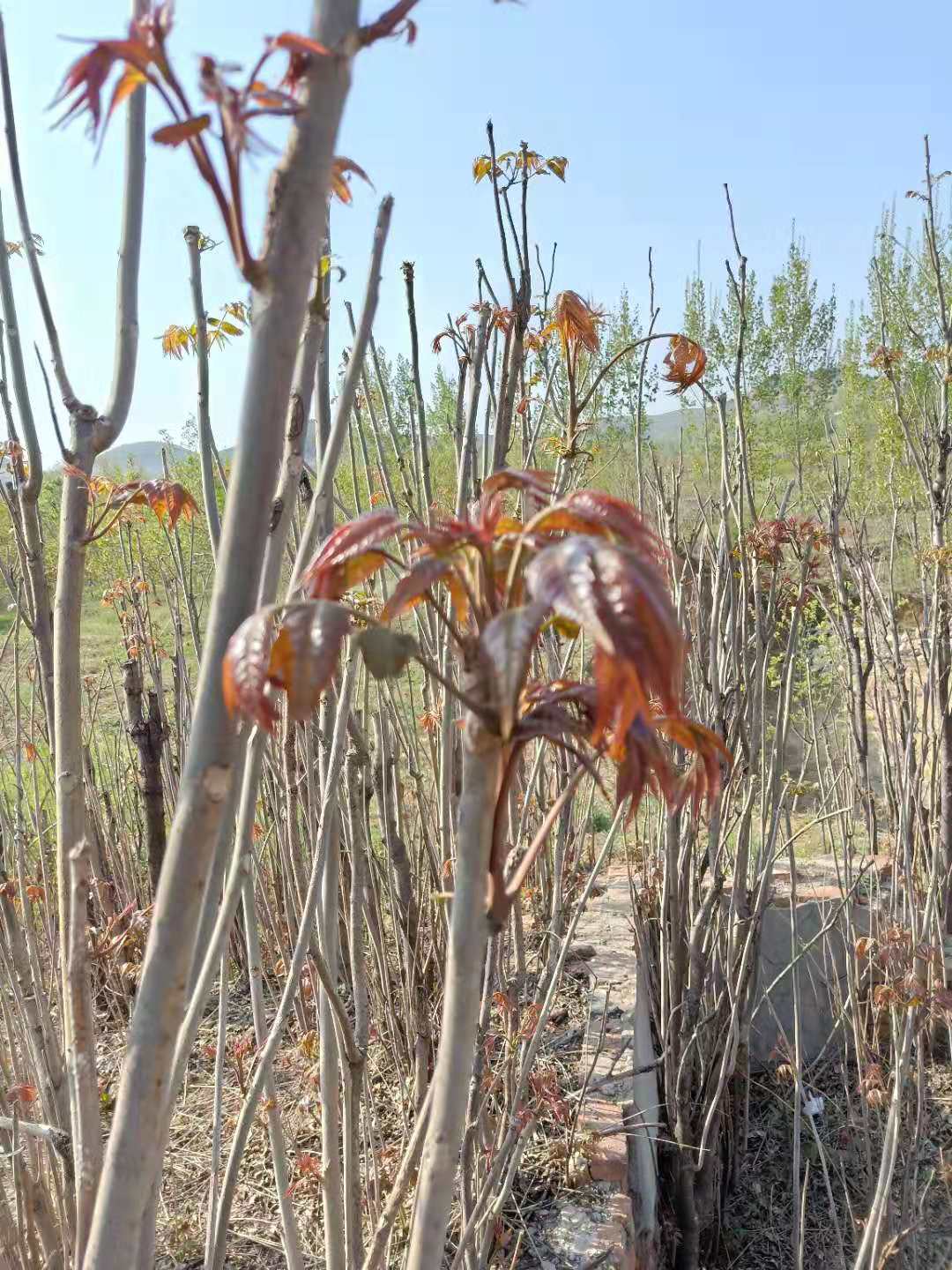 紅葉香椿苗批發(fā)基地