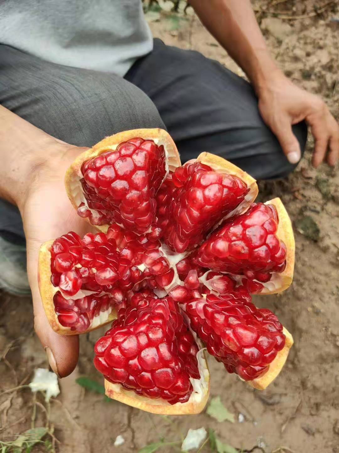大理黑籽石榴苗批發(fā)基地