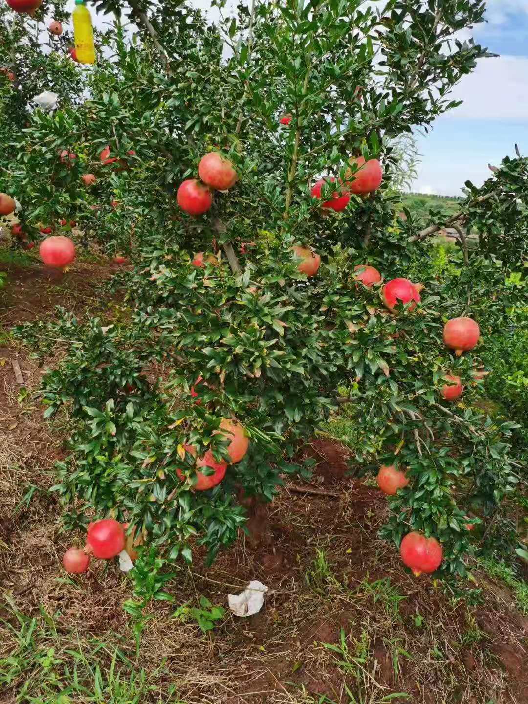昆明大青皮石榴苗批發(fā)基地