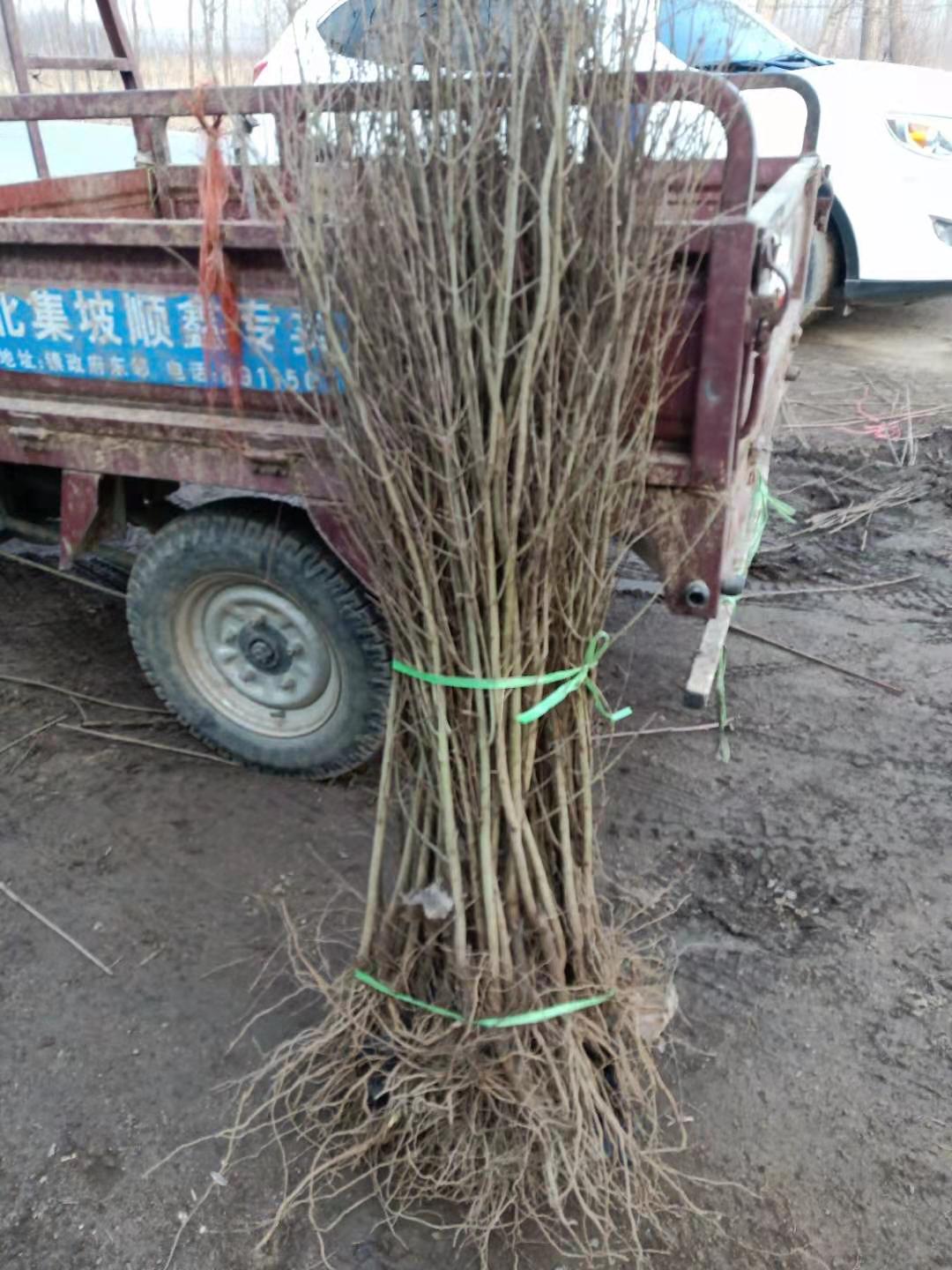 無錫紅如意軟籽甜石榴苗批發(fā)基地在哪里