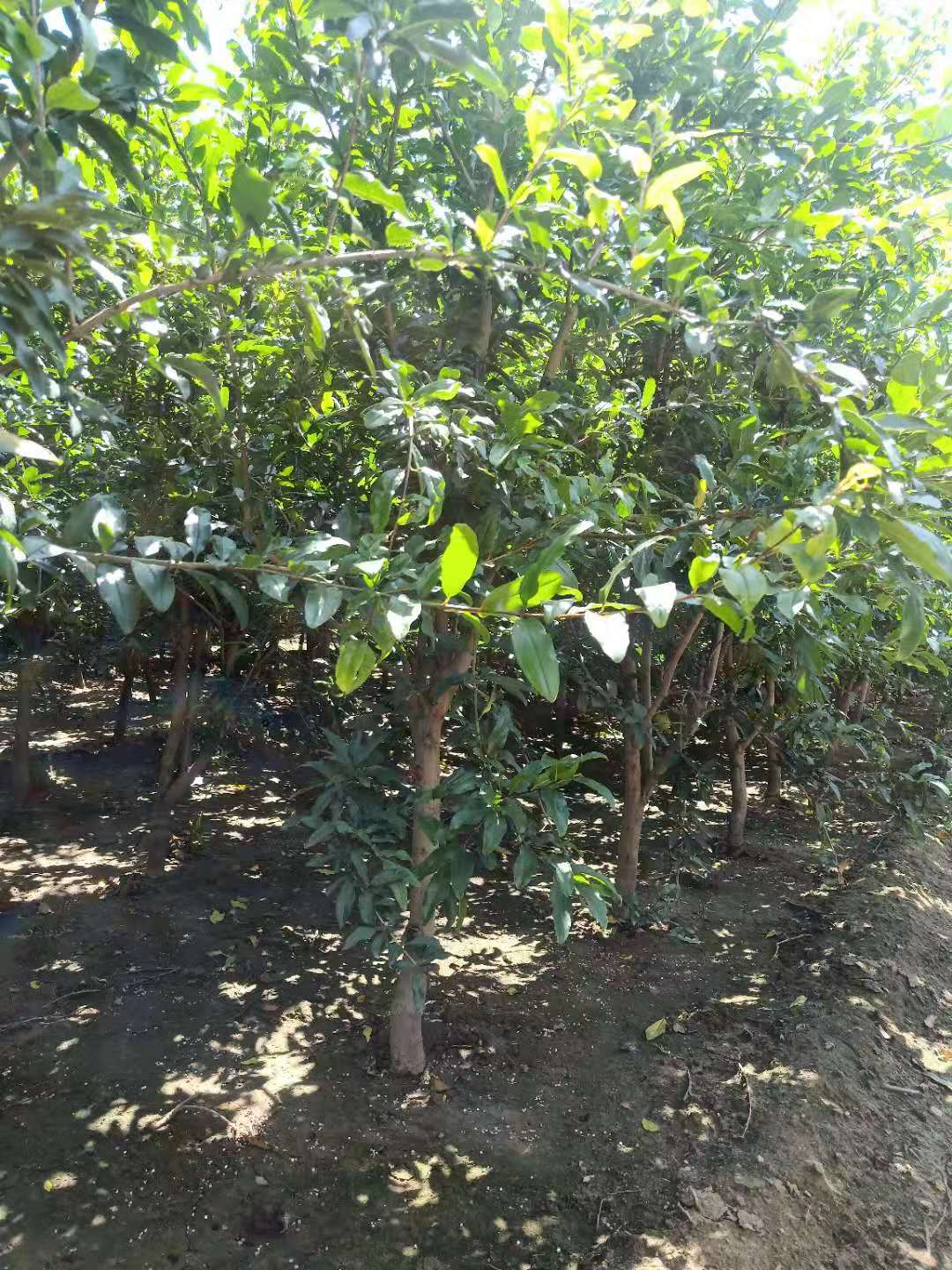 大理黑籽石榴苗批發(fā)基地