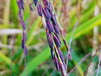 广西全州紫金园农业产业链农产品无公害紫米紫米价格紫米营养供应