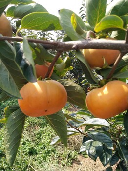 黄冈太秋甜柿子苗种植基地