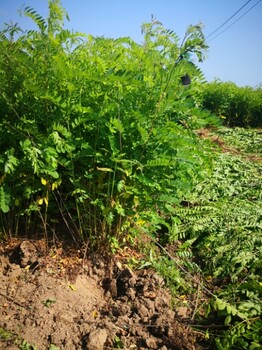 松原地区紫穗槐厂家