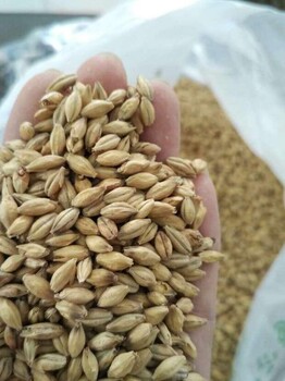 麦芽厂供应食品加工增香深焦麦芽棕色焦香风味麦芽烘焙大麦麦芽