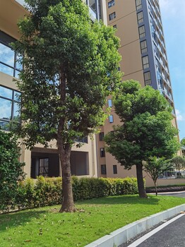 东莞大朗小产权《松湖名苑》69-138m²两房到四房均价4300元/m²