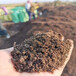 陕西榆林羊粪肥料改良土壤油桃底肥用羊粪
