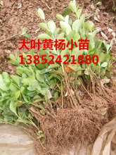 低价抛售50公分大叶黄杨价格批发-大叶黄杨小苗价格查询-量大图片