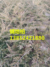 低价直销30公分-40公分铺地柏价格-50公分铺地柏价格批发图片