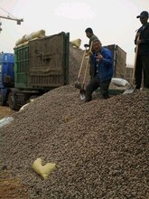 贵州贵阳回填陶粒建筑陶粒生物滤料林园绿化陶粒厂家直销