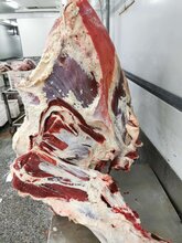 澳洲牛肉四分体203厂供应商图片