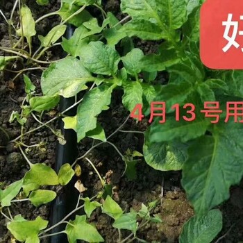 马铃薯烟草辣椒除草剂好锄头11%砜嘧精喹禾阔双除