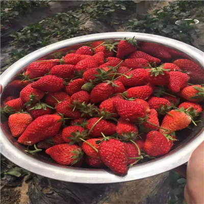 達賽草莓苗介紹