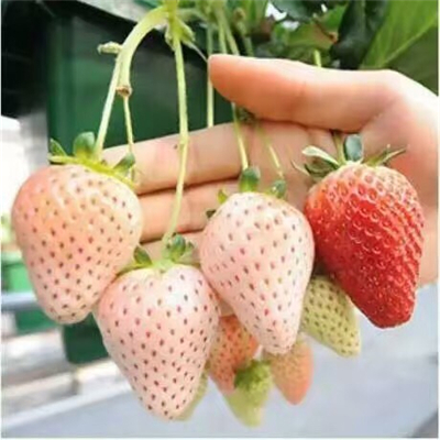 隋珠草莓苗供应商