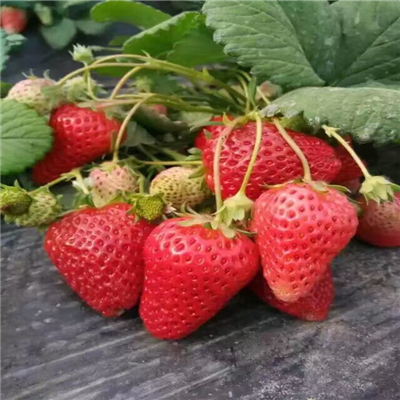 碩蜜草莓苗廠家