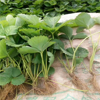 寧玉草莓苗培育技巧