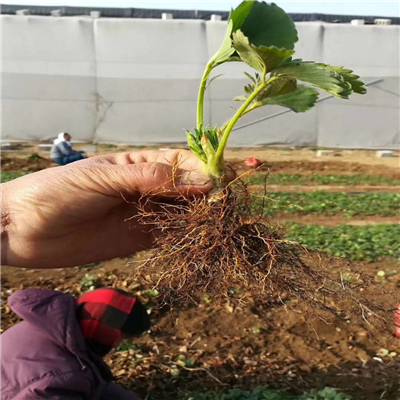 白雪小町草莓苗效益