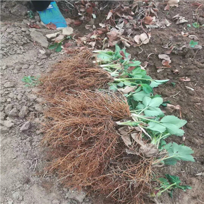 白雪公主草莓苗一畝種植數(shù)量