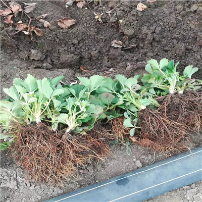 華香2號草莓苗總代理