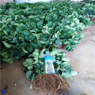妙香草莓苗供應(yīng)商