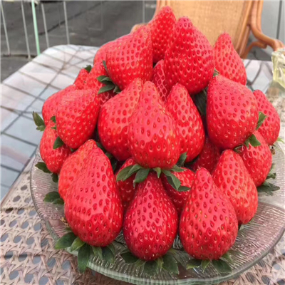 四葉一心草莓苗品種純度