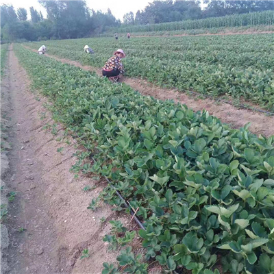 桃熏草莓苗移栽成活率