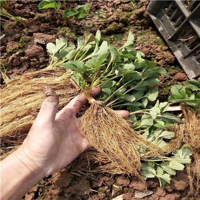 寧玉草莓苗培育技巧