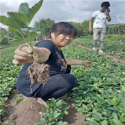 艳丽草莓苗亩产效益