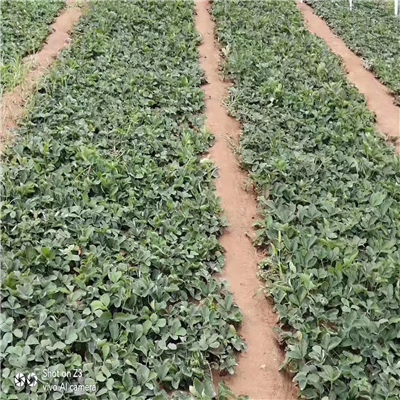 碩紅草莓苗移栽成活率