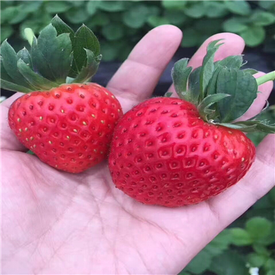 全草莓苗供貨商