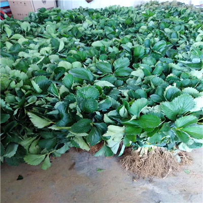 香蕉草莓苗畝產(chǎn)效益