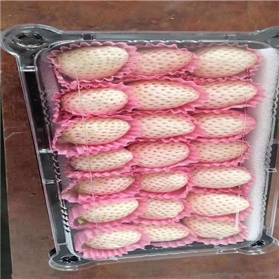 愛莎草莓苗培育方法