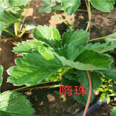 碩紅草莓苗繁育技術