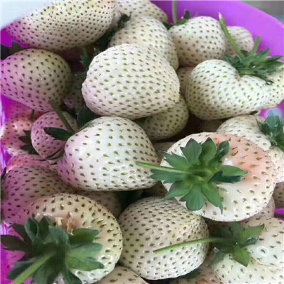 童子一號草莓苗供應(yīng)商
