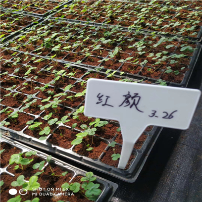 四季草莓苗特點(diǎn)