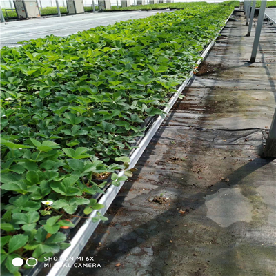 白草莓苗一畝種植數(shù)量