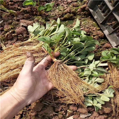 碩紅草莓苗繁育技術