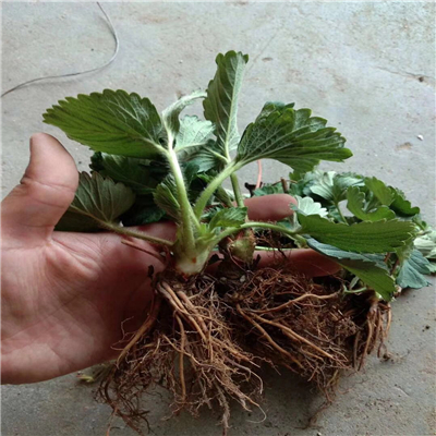 脫毒草莓苗品種純度